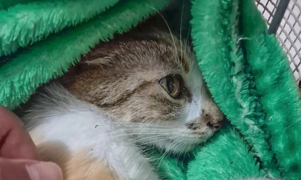 Mulher é presa após arremessar gata do 12º andar em Curitiba