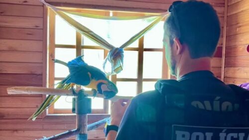 Operação resgata 20 animais silvestres e combate tráfico na Serra catarinense