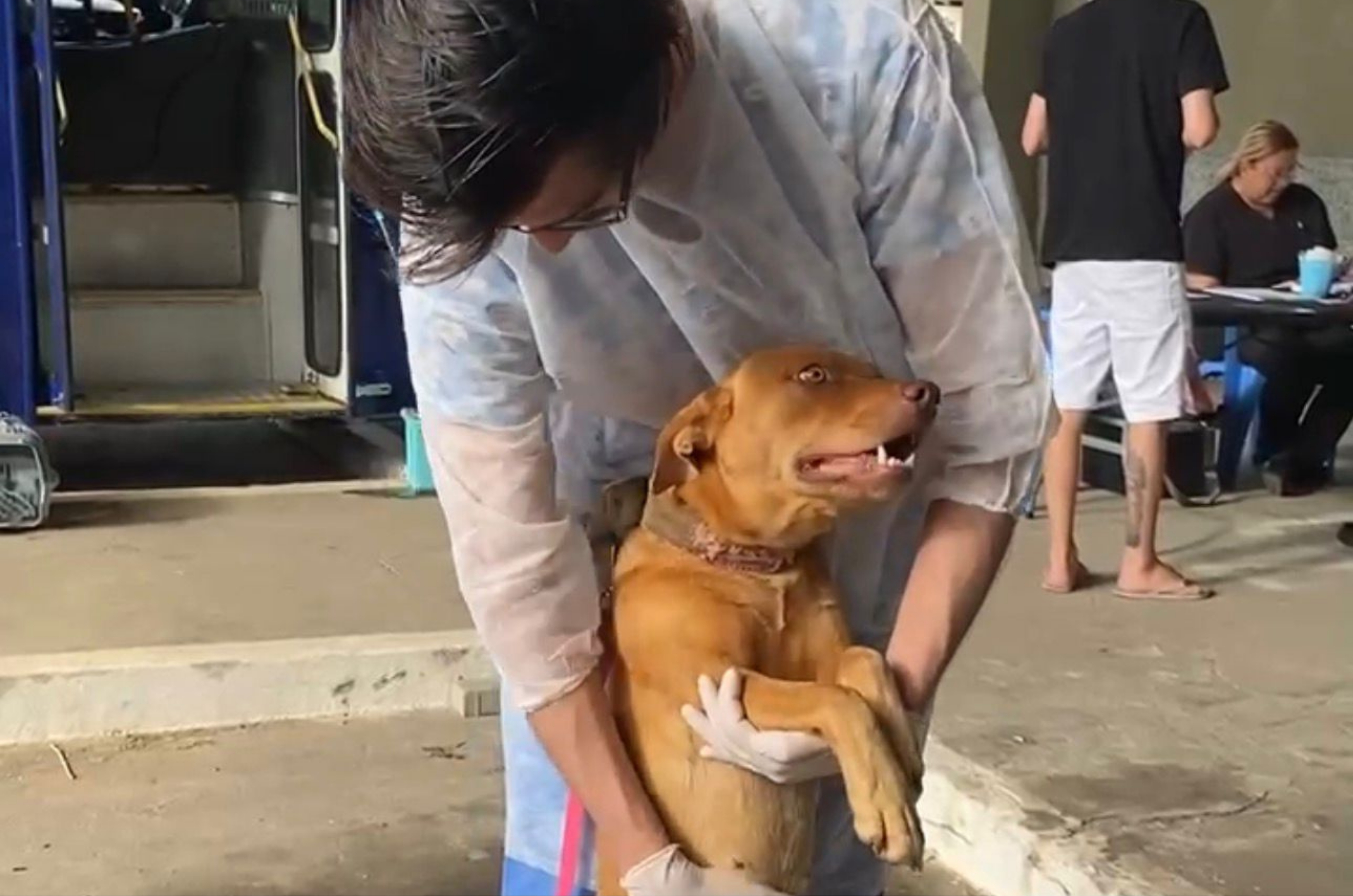 Orleans realiza 50 castrações em ação social