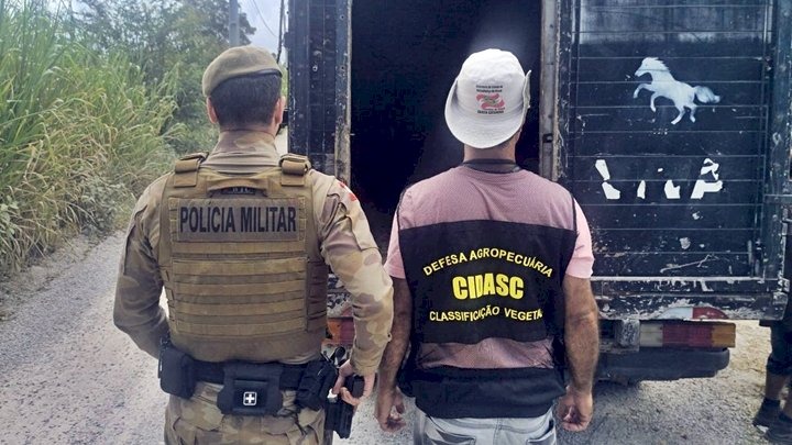PM inicia Operação Quaresma contra a Farra do Boi em Santa Catarina