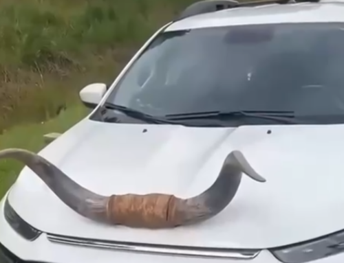 PRF flagra picape com “chifre de boi” no capô na BR-282 em SC