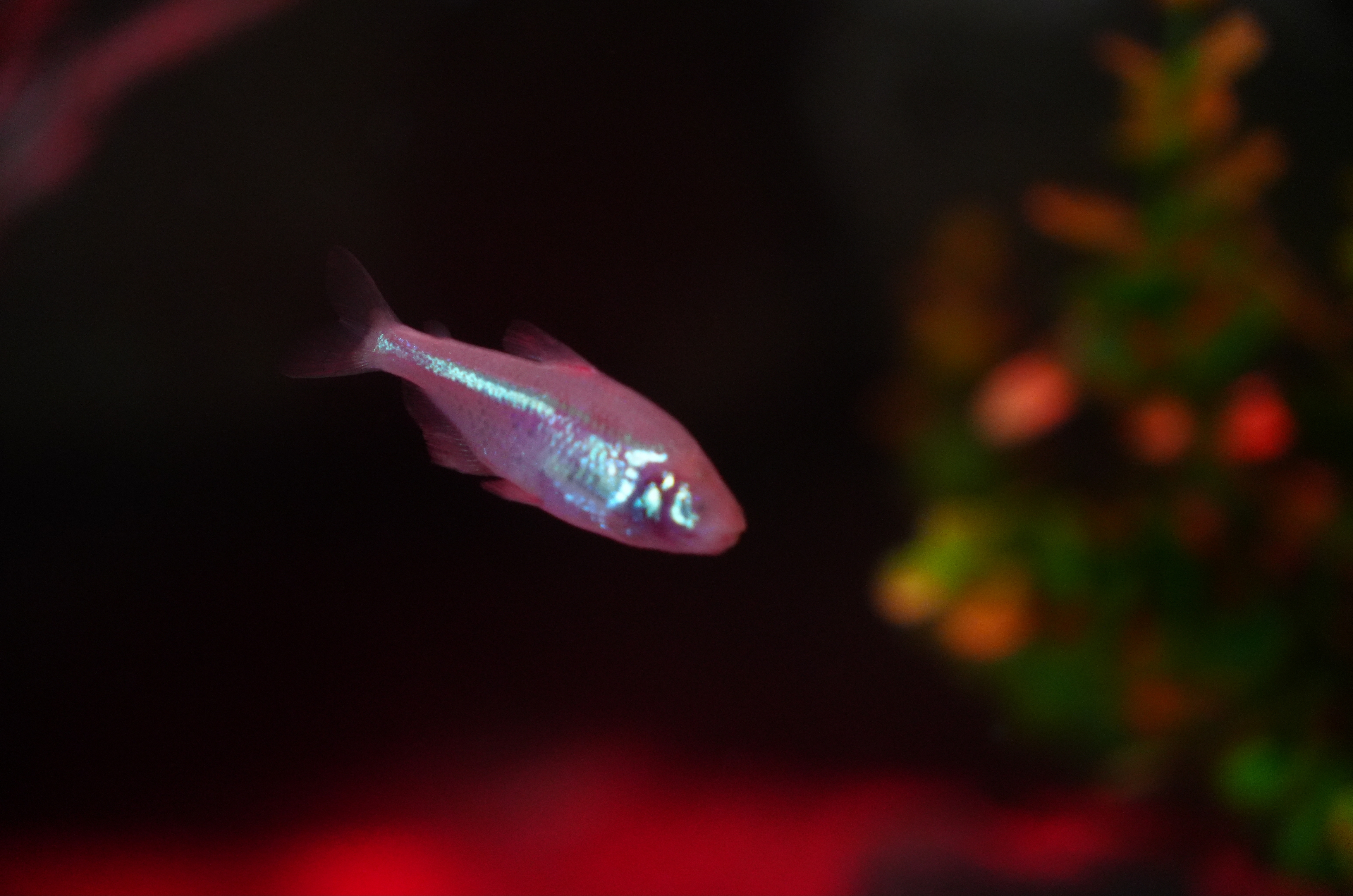 Peixe-cego que perde a visão surpreende visitantes de exposição