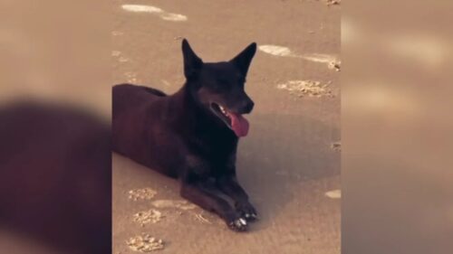 Perícia descarta “prego na testa” na morte do cão Orelha