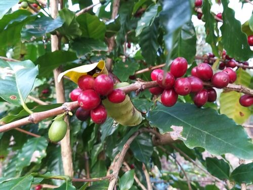SC lança projeto para fortalecer café sombreado