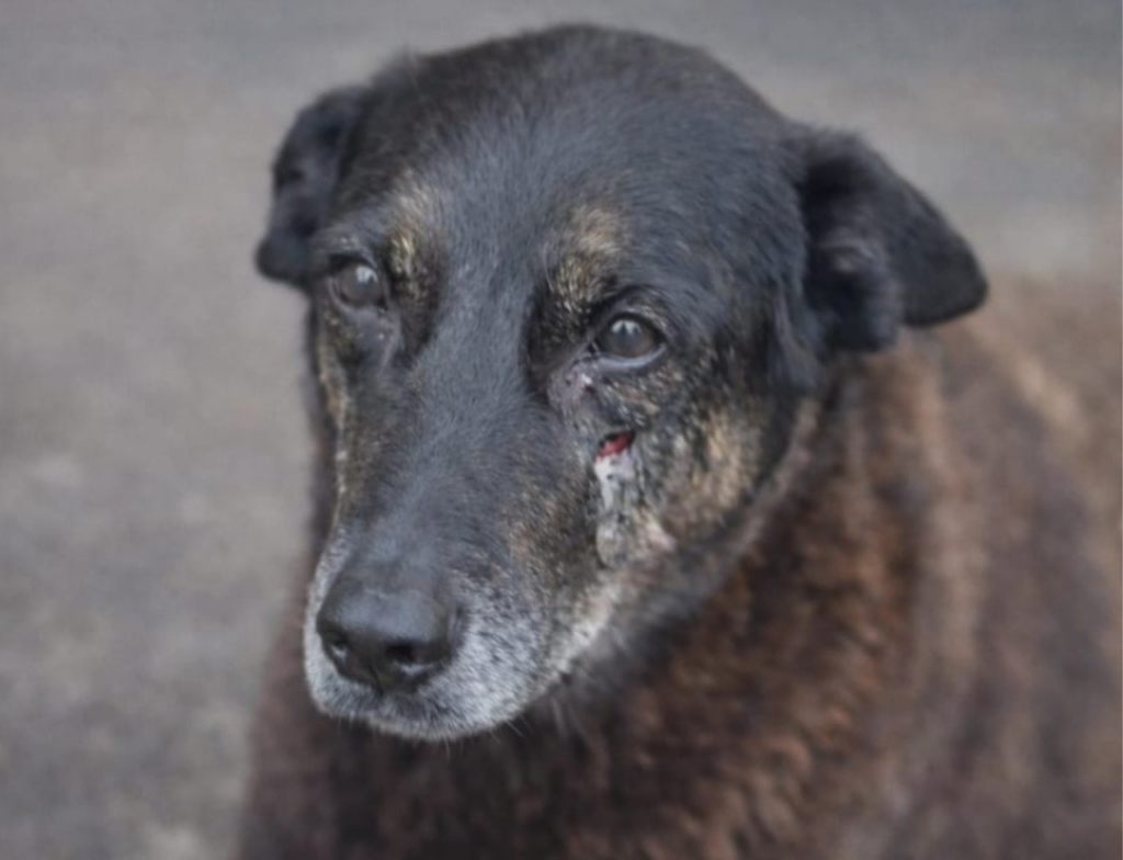 MP avalia internação de adolescente em caso de maus-tratos a cães em Florianópolis