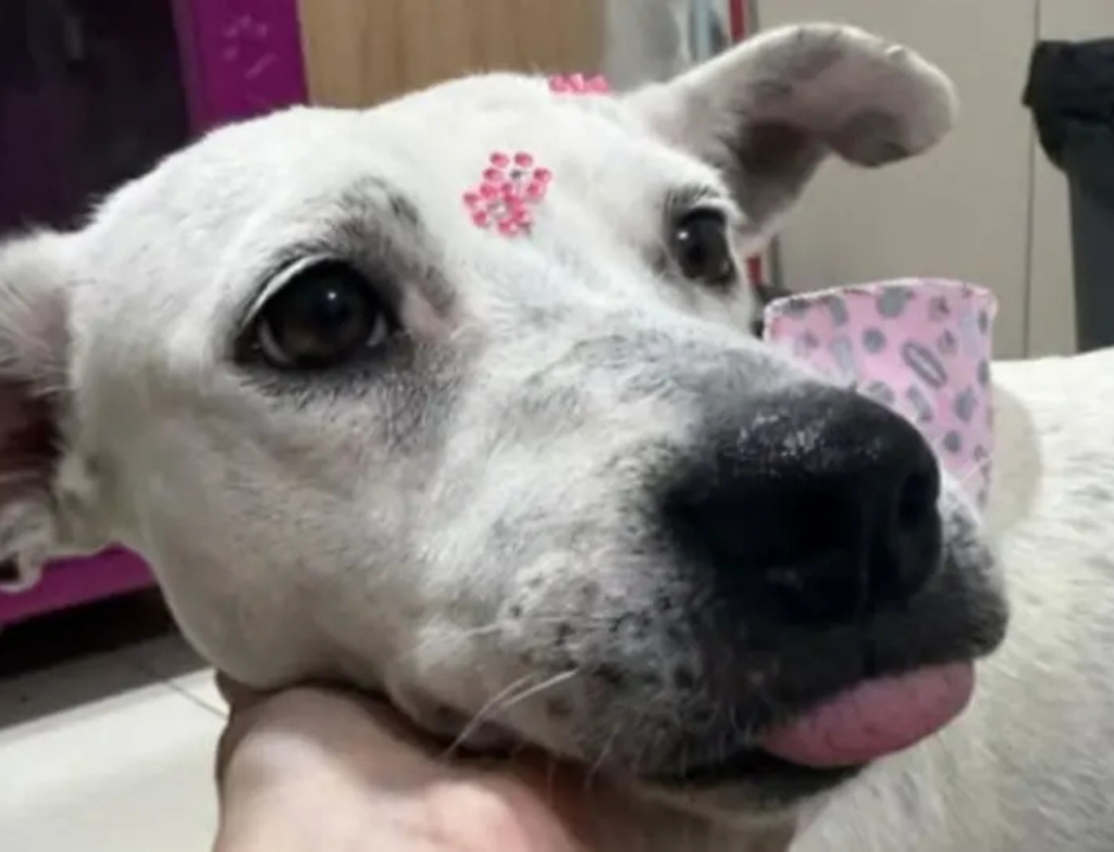 Cadela vítima de maus-tratos em Criciúma é adotada e ganha nova chance