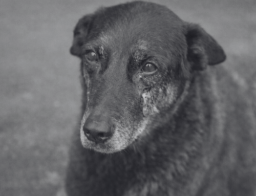 Caso Orelha: Polícia conclui novas diligências e envia provas ao MPSC