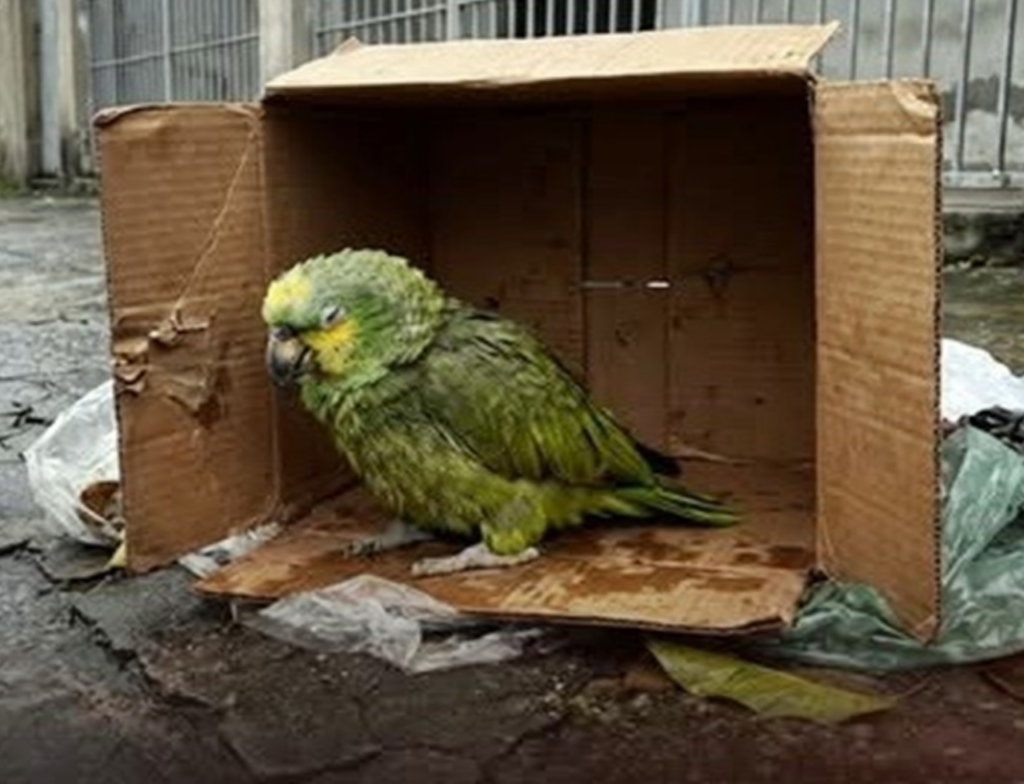 Gari salva papagaio abandonado após morte da tutora no Recife