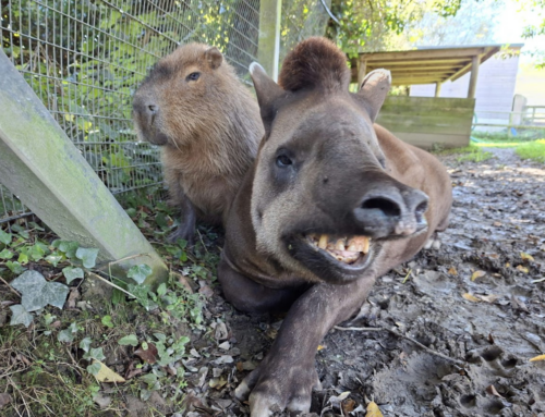 Zoológico sacrifica capivara e anta inseparáveis na Inglaterra
