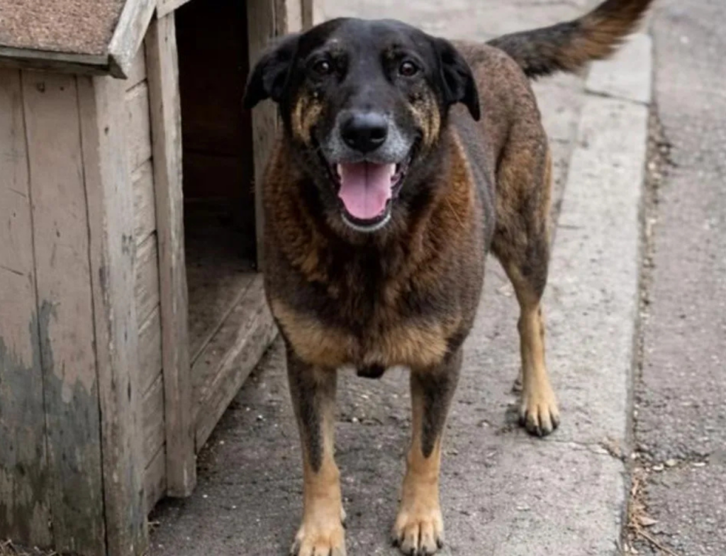Lei Cão Orelha propõe mudança no ECA para punir crueldade contra animais
