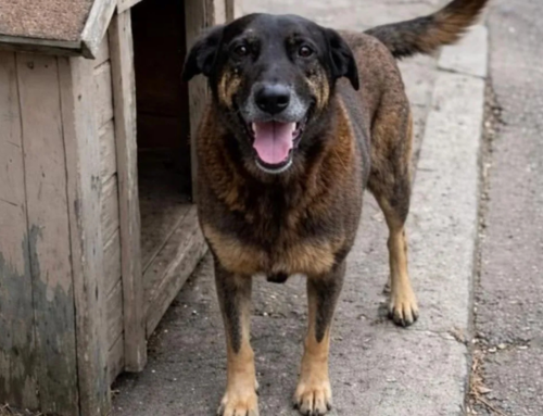 Lei Cão Orelha propõe mudança no ECA para punir crueldade contra animais