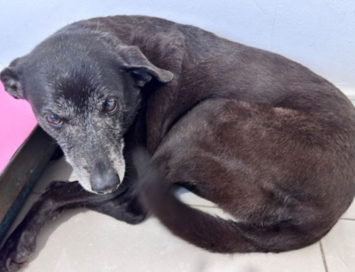 Morre Pretinha, cadela resgatada após comoção pela morte do cão Orelha