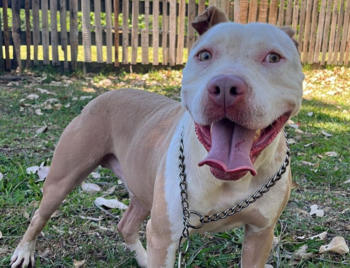 Criciúma oferece castração gratuita de pit bulls