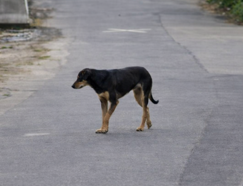 Imagens do Google Maps revelam rotina de cachorro morto em Itajaí