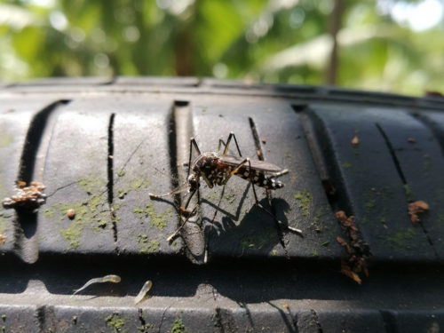Santa Catarina intensifica recolhimento de pneus para combater a dengue