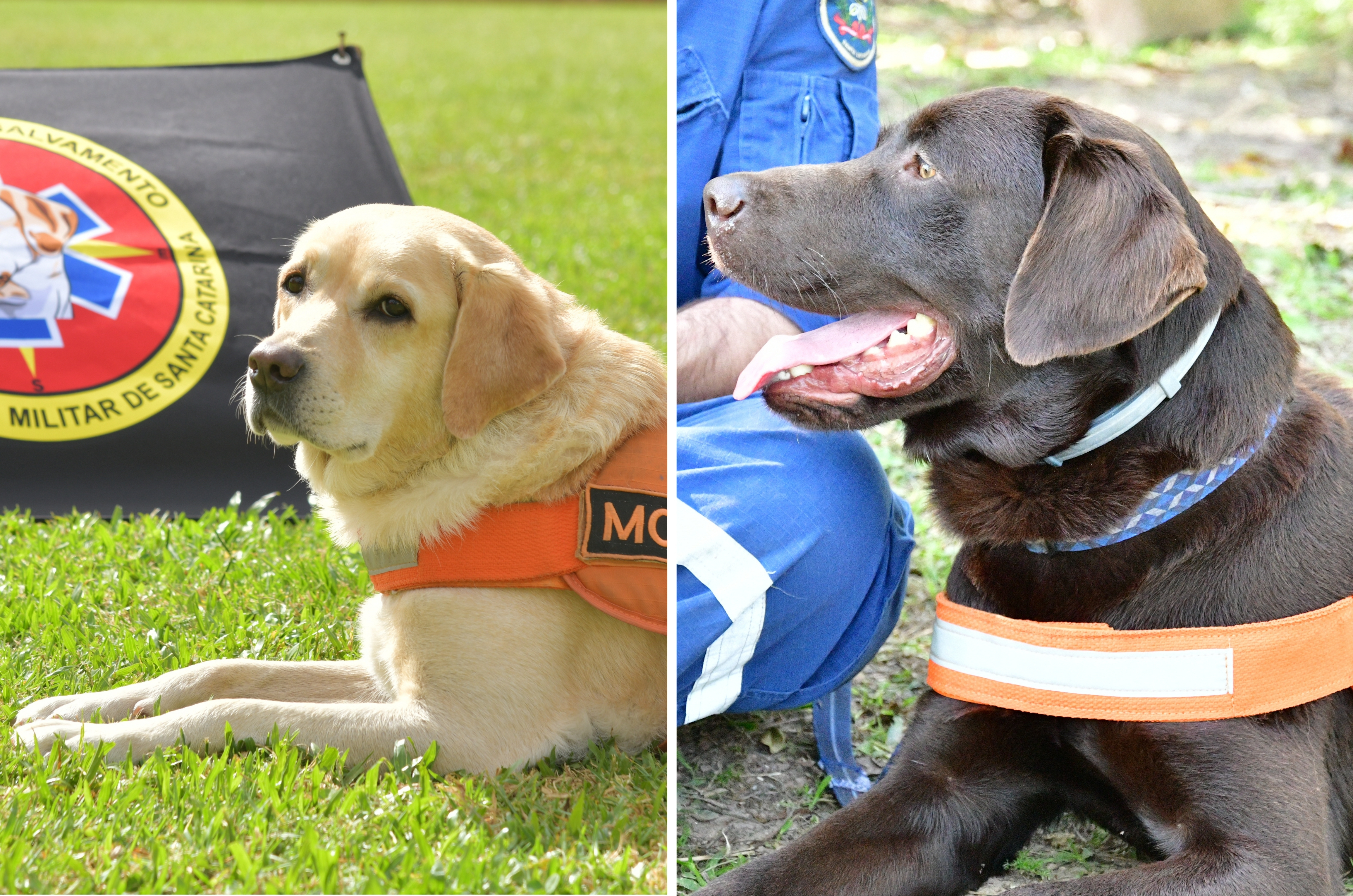 Santa Catarina lidera ranking nacional de cães de busca e resgate