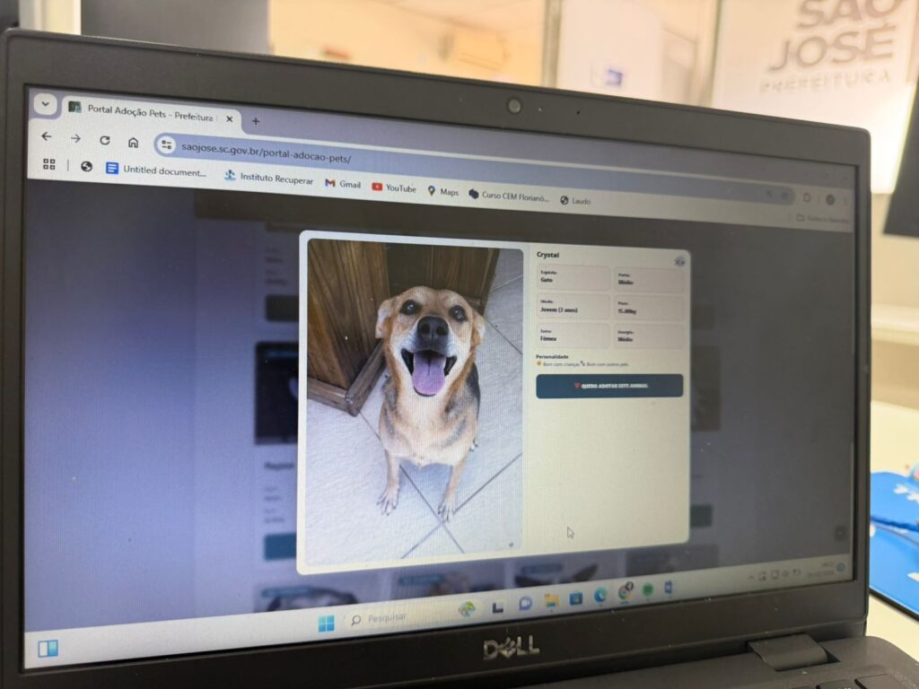 São José lança portal digital para facilitar adoção de cães e gatos