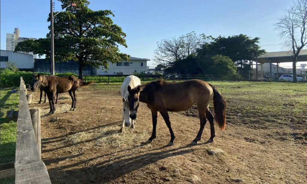 São José resgata 54 cavalos das ruas em 2025 com apoio da Cavalaria da PM