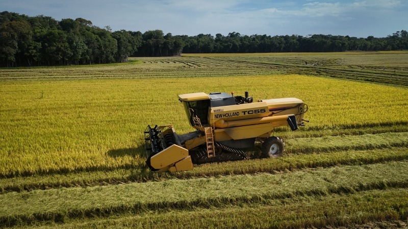 Setor do arroz enfrenta uma das piores crises em SC