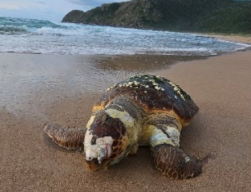 Tartaruga marinha é encontrada morta em praia de Florianópolis