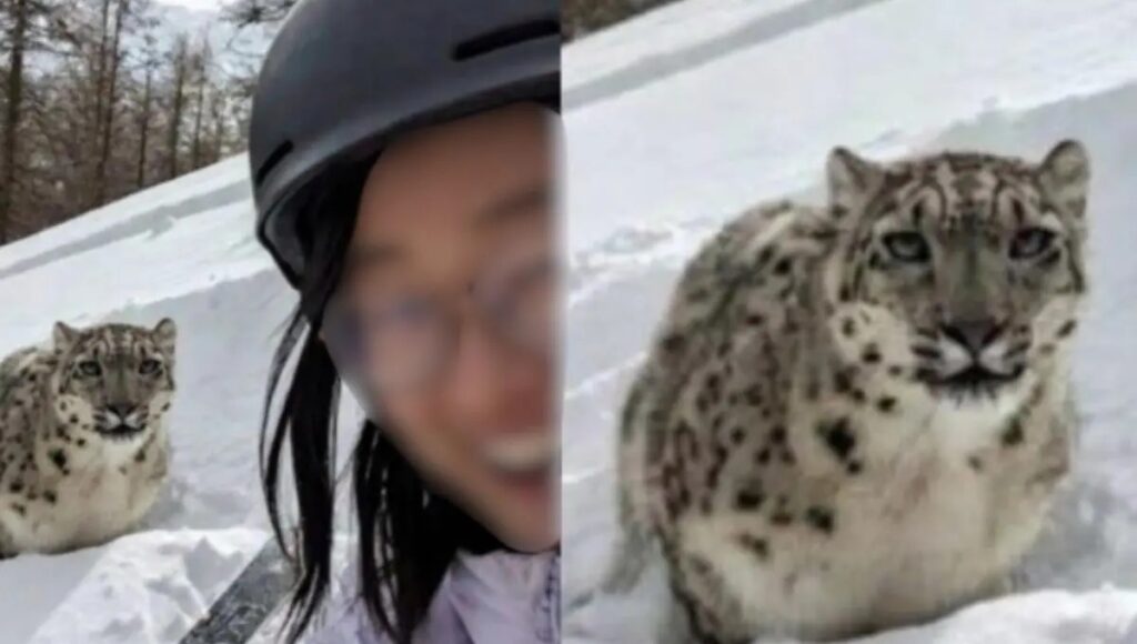 Turista é atacada por leopardo-das-neves após selfie na China - Foto: Reprodução/Redes Sociais