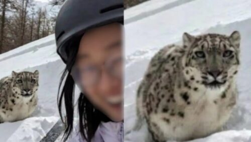 Turista é atacada por leopardo-das-neves após selfie na China