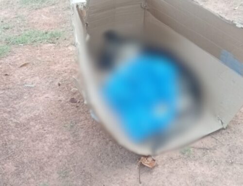 Cão comunitário é encontrado morto e suspeita de envenenamento causa revolta em Tubarão