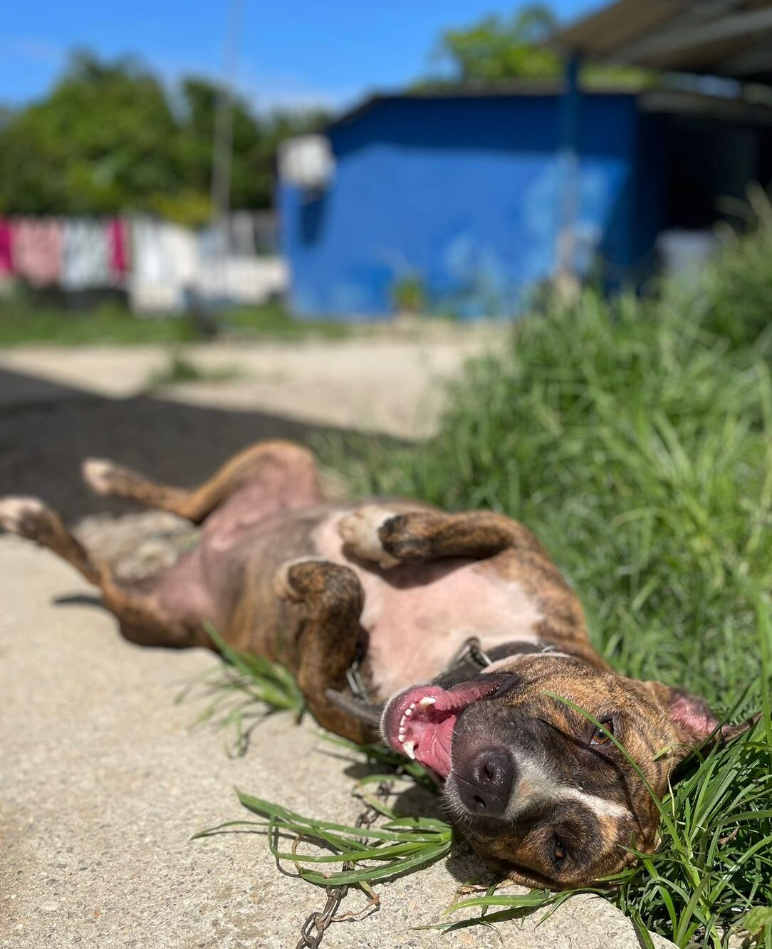 Abrigo em Itajaí luta contra abandono e preconceito para garantir o bem estar de 450 animais. - Foto: Divulgação.