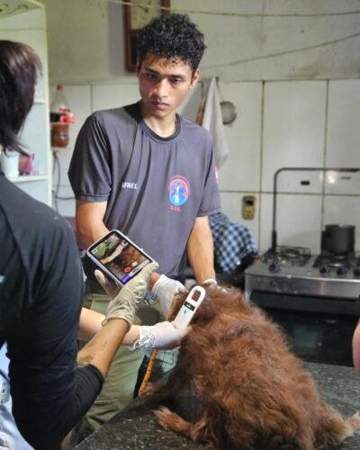 Ação conjunta garante cuidados para mais de 50 animais acolhidos por protetor independente em Itapema