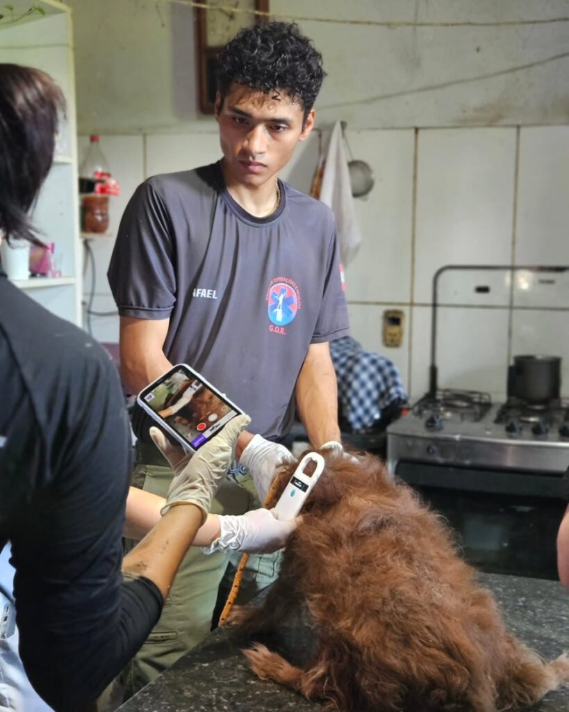 Ação conjunta garante cuidados para mais de 50 animais acolhidos por protetor independente em Itapema