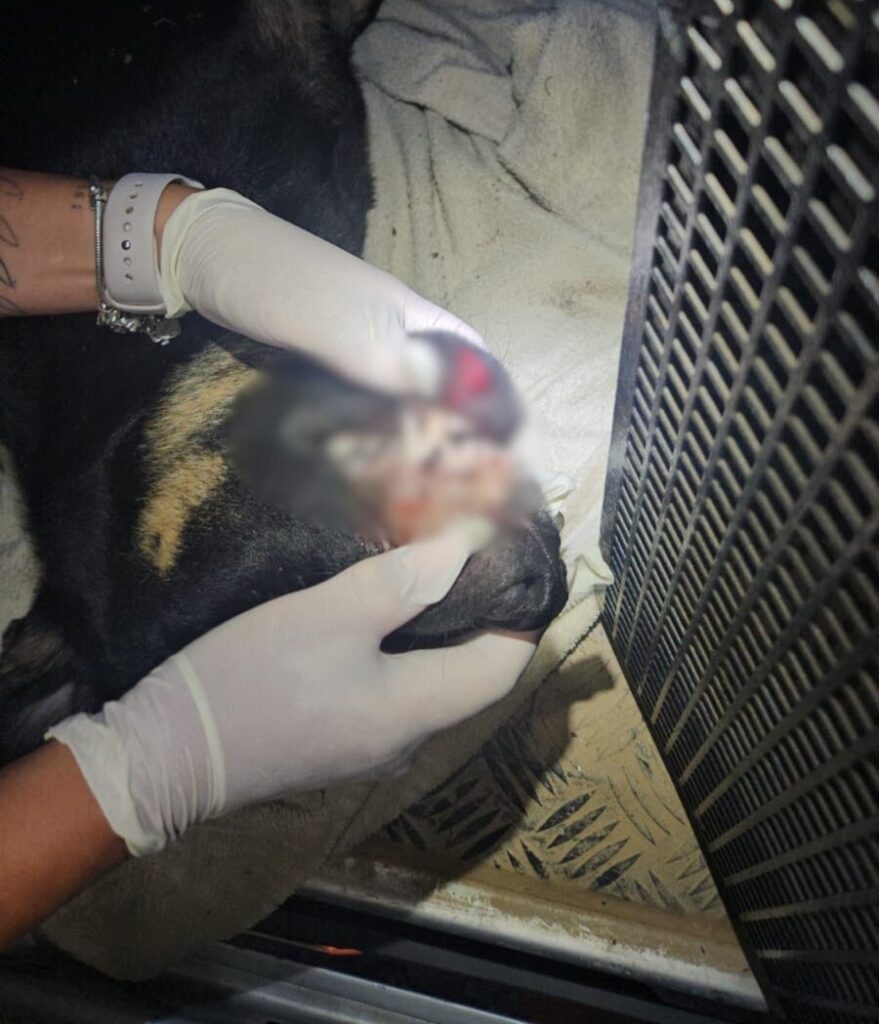 Adolescentes são suspeitos de matar cão jogado em rio e depois arremessado de prédio em Itajaí