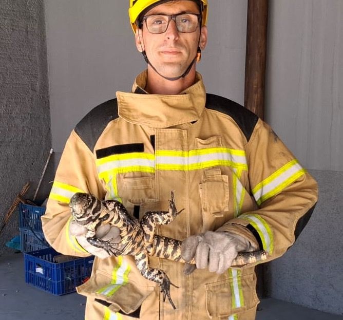 Lagarto invade área de churrasqueira de residência e acaba capturado em Jaguaruna