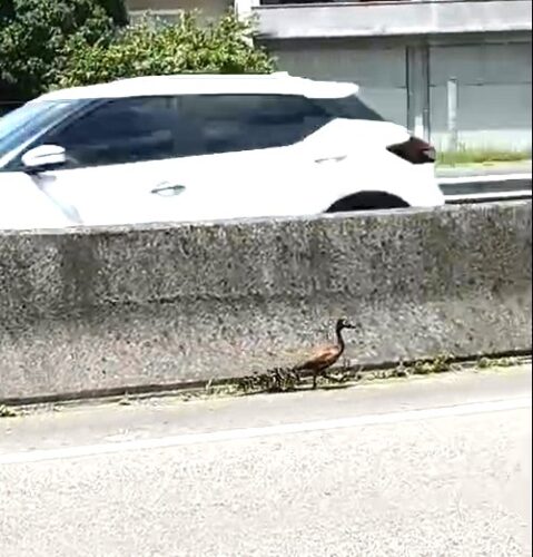 Mãe com nove filhotes de marreco são salvos em trecho da BR-101 em Tubarão