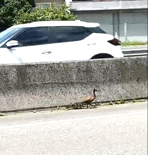 Mãe com nove filhotes de marreco são salvos em trecho da BR-101 em Tubarão