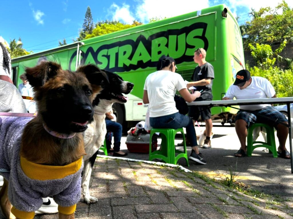 Castrações gratuitas de cães e gatos em BC serão retomadas em março