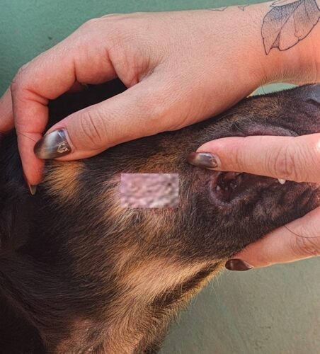 Vídeo de cão agredido resulta em prisão de tutor por maus-tratos em Porto Belo