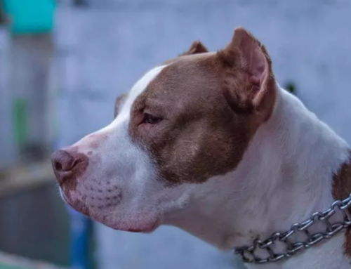 Pitbulls atacam cachorro em bairro de Criciúma e tutor é responsabilizado