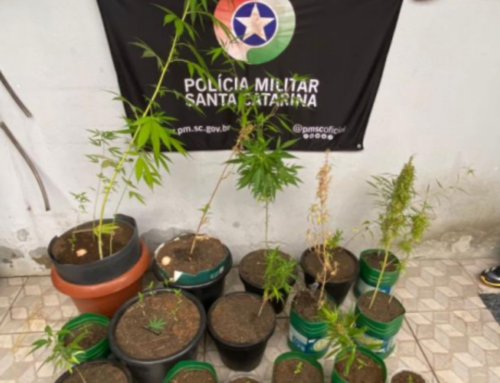 Polícia apreende 25 pés de maconha e prende idoso em Passo de Torres