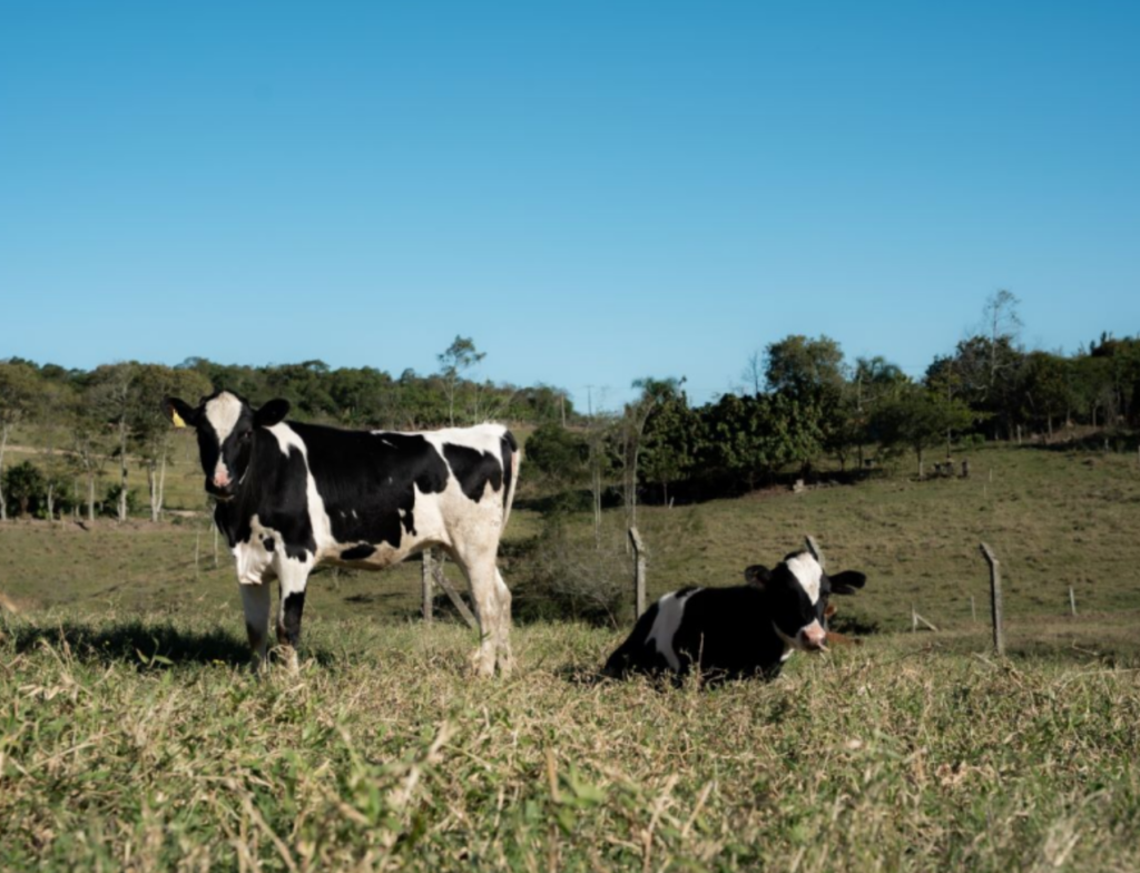 Morro da Fumaça abre cadastro para vacinas gratuitas no campo