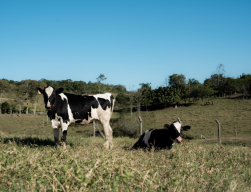 Morro da Fumaça abre cadastro para vacinas gratuitas no campo