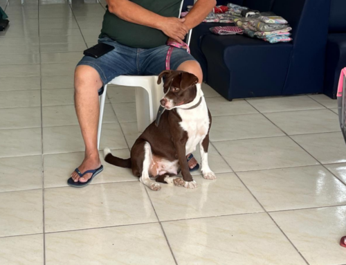 Balneário Arroio do Silva já realizou 160 castrações em 2026