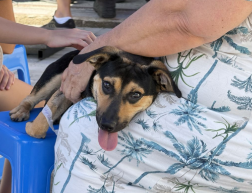 Morro da Fumaça zera fila de castração animal em 2025