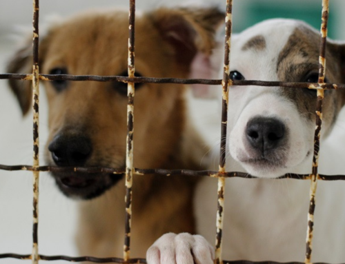 Praça Nereu Ramos recebe feira de adoção de cães e gatos neste sábado