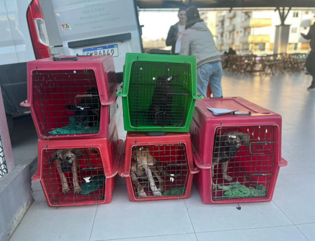Cocal do Sul inicia programa de castração gratuita para cães adotados