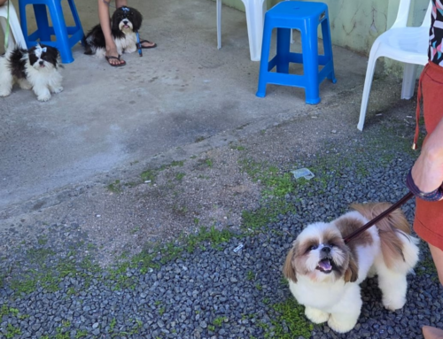 Urussanga abre cadastro para castração gratuita de pets