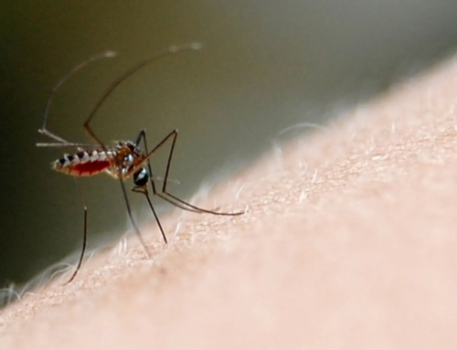 Criciúma investiga 11 casos suspeitos de dengue em 2026