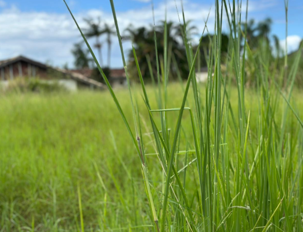 Prefeitura de Içara lança Projeto Boscaiolo para limpar 21,8 mil terrenos baldios