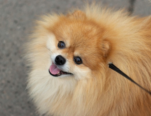Troca de pelos em cães exige cuidados redobrados nas mudanças de estação
