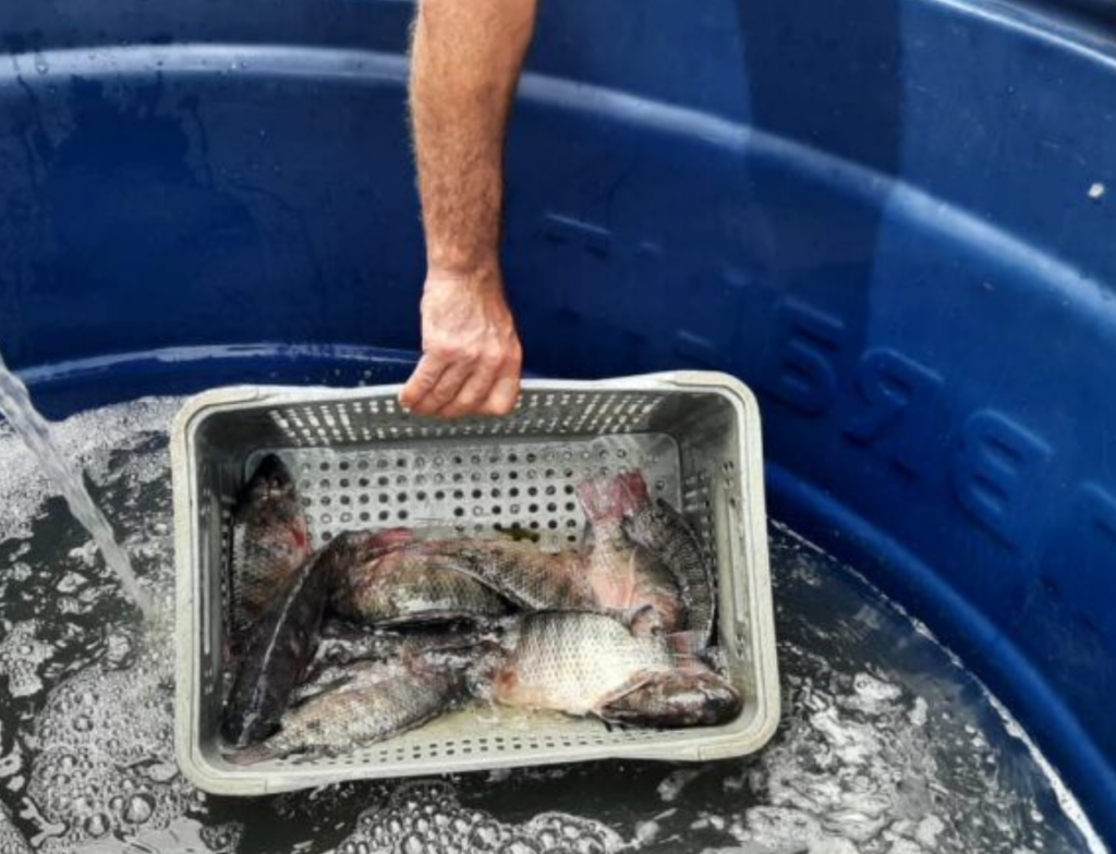 Feira do Peixe Vivo começa nesta sexta em Içara