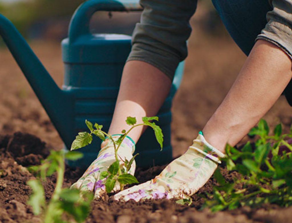 Prefeitura de Sombrio oferece curso gratuito de jardinagem no CRAS